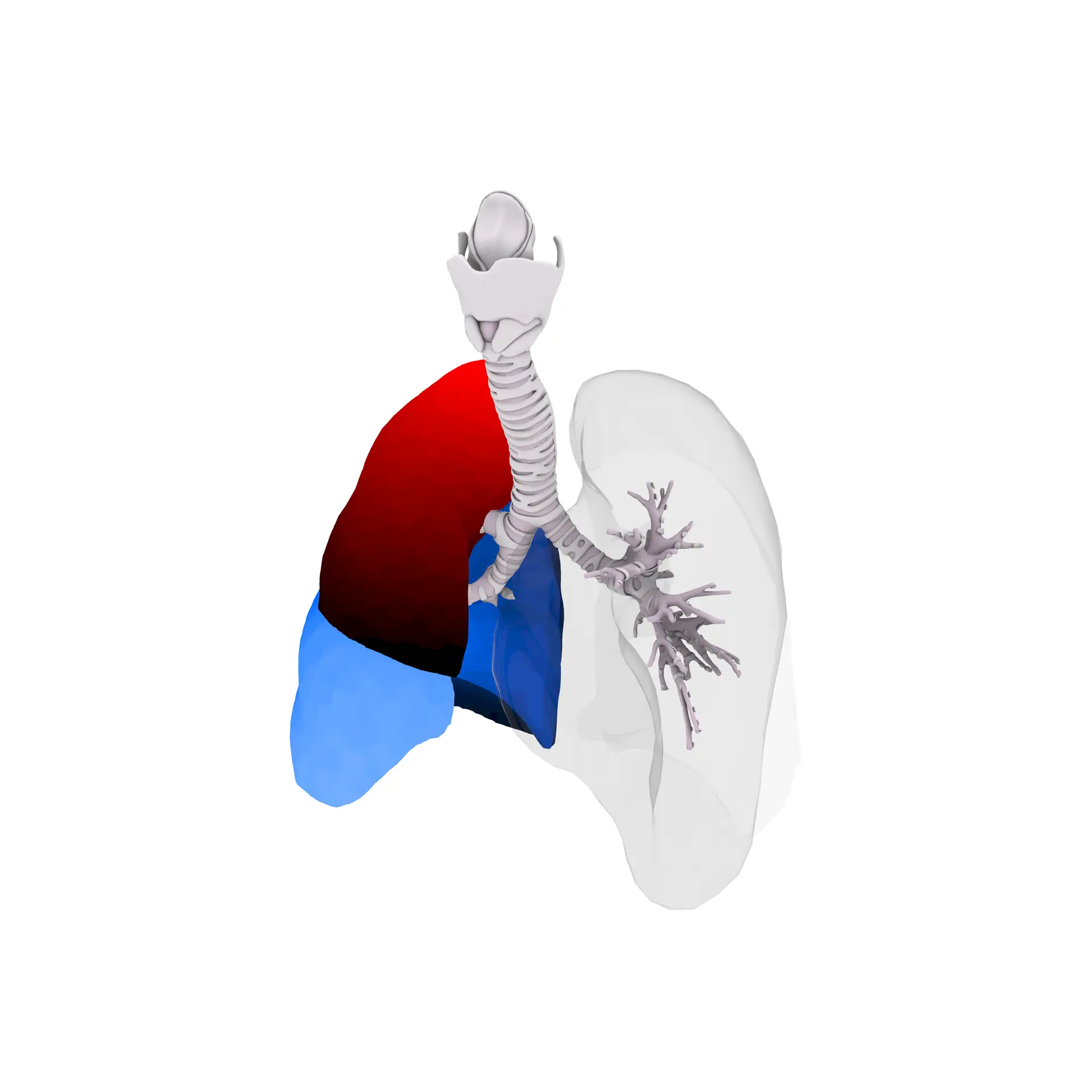 Computational Physiology